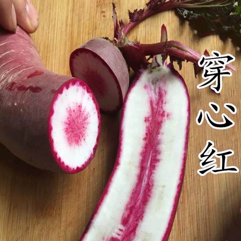 紫皮萝卜种籽穿心红紫到心萝卜种子春秋四季腌咸菜不糠心蔬菜种孑