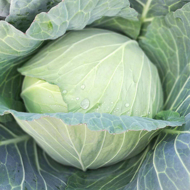 佳美特甘蓝种籽春秋甘兰包头菜种子大田高产蔬菜种籽孑包菜卷心菜