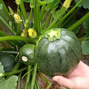 早熟圆西葫芦种子无蔓青瓜种籽不爬藤小南瓜春季夏季四季蔬菜种孑
