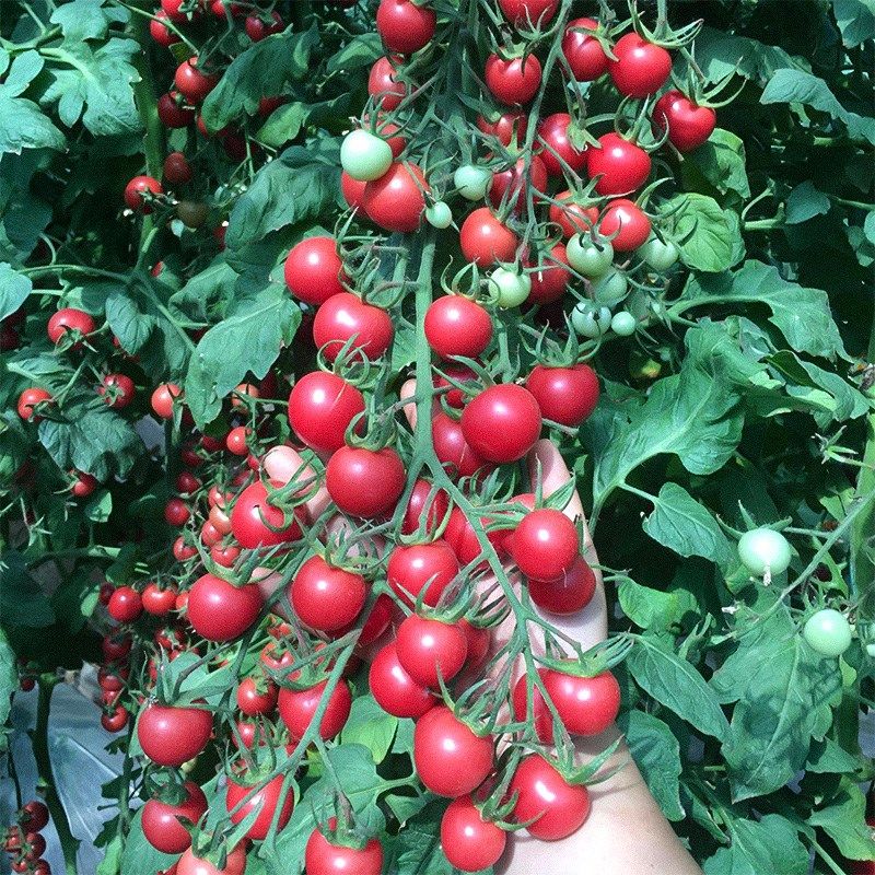 高产粉果樱桃小番茄种子天骄柿子圣女果籽农家阳台菜园春季水果孑