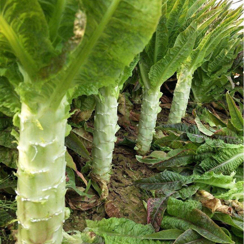 四季二白皮圆叶莴笋种籽耐热夏季莴苣种子香青笋秋季农家蔬菜种孑