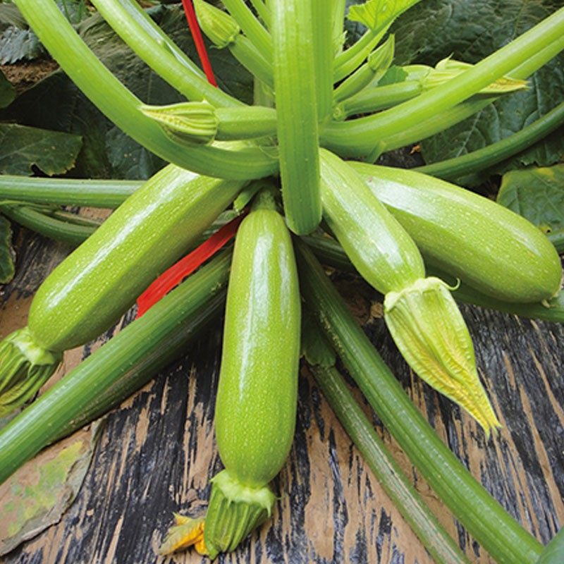 耐热越夏西葫芦种子四季高产无蔓小南瓜籽春季秋季农家菜园蔬菜孑