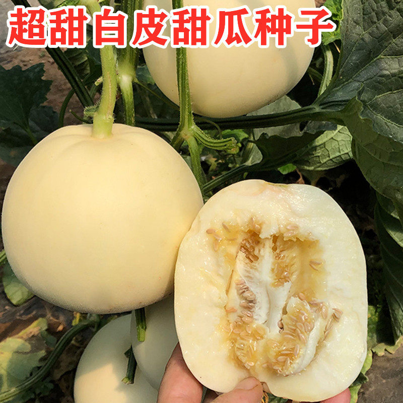 白甜瓜种子白沙蜜香瓜皮薄脆嫩水果种孑阳台盆栽春季四季蔬菜种籽