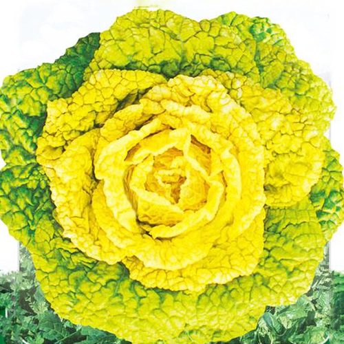 黄心乌菜种子籽乌塌菜菊花黄心菜白菜秋季泡泡菜淮南特色蔬菜种孑 - 封面