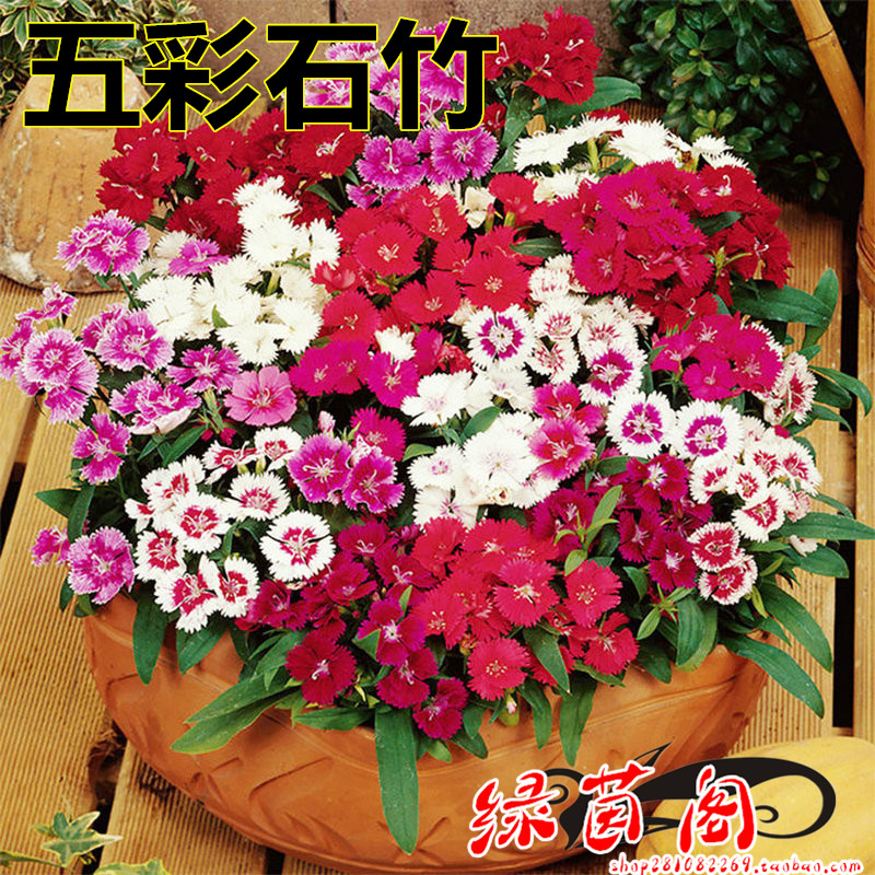 Îå²ÊʯÖñÖÖ×ÓС¿µÄËܰ»¨×Ѿ°¹ÛÂÌ»¯»¨º£²Ý¶àÄêÉúËÞ¸ùÄͺ®»¨»ÜÖÖ×Ó