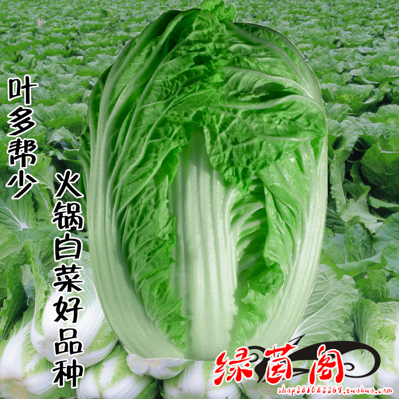 矮帮真好吃大白菜种籽火锅菜种孑叶多帮少口感好秋季菜园蔬菜种子
