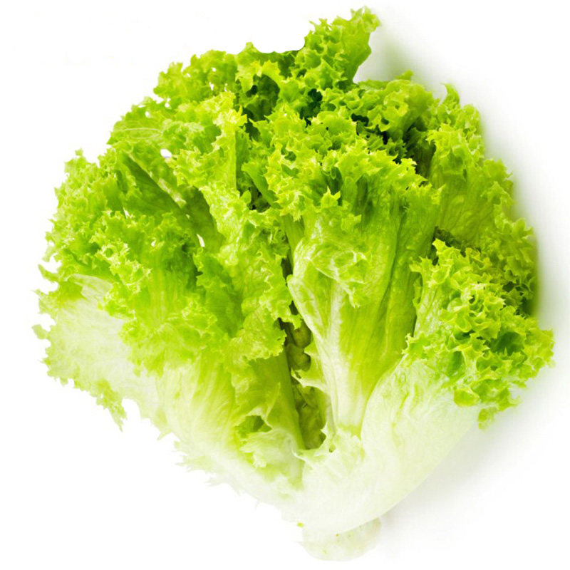 玻璃生菜种籽脆嫩奶油沙拉生菜阳台盆栽春季秋季四季播蔬菜种子孑