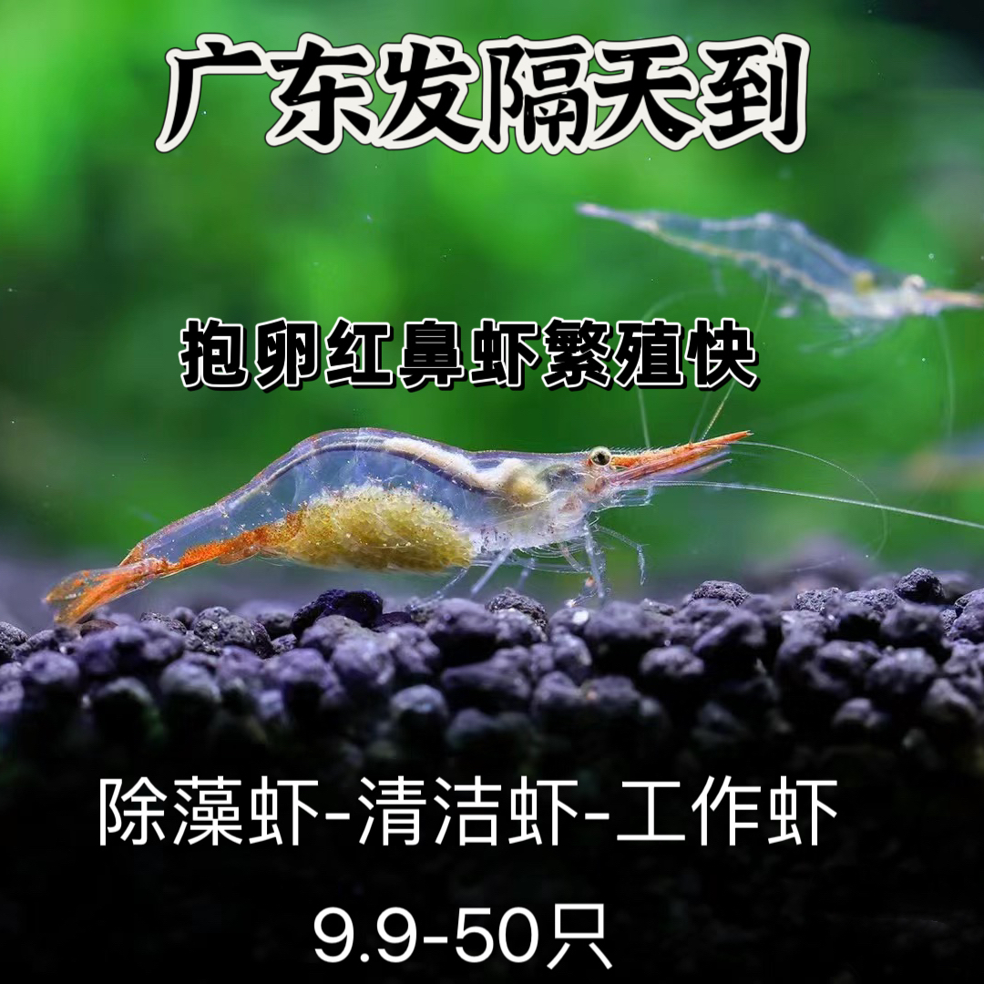 除藻虾红鼻虾抱卵虾观赏虾活体工具虾淡水清洁虾草缸宠物虾米虾