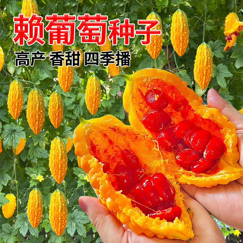 水果小癞瓜金铃子赖葡萄 苦瓜种苗赖瓜 种籽盆栽四季播蔬菜种苗孑