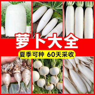 白萝卜种子大全四季萝卜种籽九斤王白玉春籽种蔬菜萝卜种夏季抗热