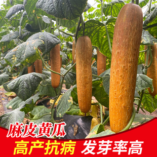 大型老黄瓜种苗麻皮黄瓜种苗春夏四季农家阳台大蔬菜水果黄瓜种苗