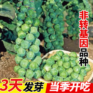 孢子甘蓝种子抱子甘蓝菜种子籽孑四季盆栽种植小包菜卷心蔬菜大全
