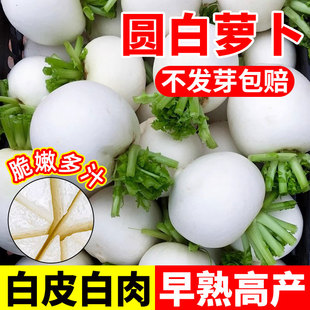 扬州圆白萝卜籽种秋季耐热耐寒小白萝卜种子菜种籽白萝卜种孑大全