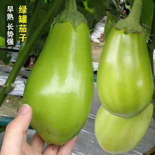 台湾绿长茄种苗绿罐茄籽青茄子绿皮圆茄水果皮薄肉嫩春季四季蔬菜