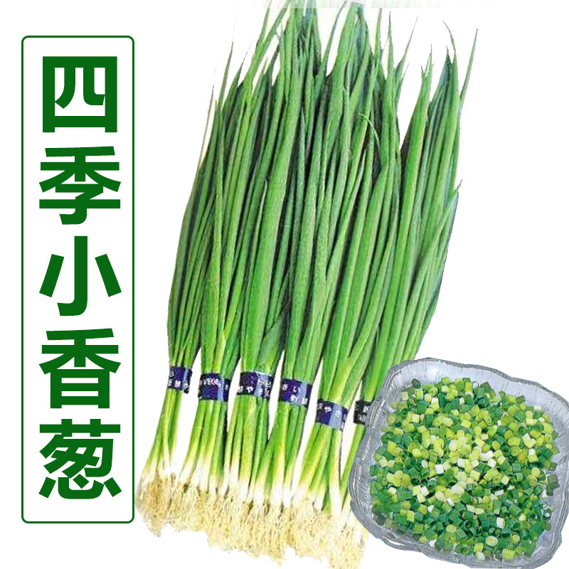 山东四季小香葱种子分葱种籽火葱头红葱苗蔬菜种孑大全阳台盆栽播