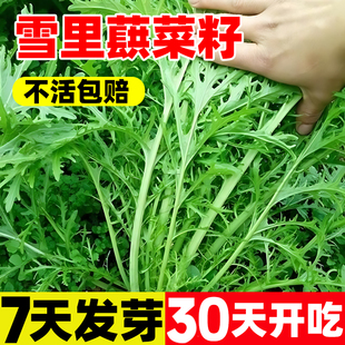 雪里蕻种子细叶雪里红菜种籽四季酸菜咸菜腌菜雪菜青菜蔬菜种子籽