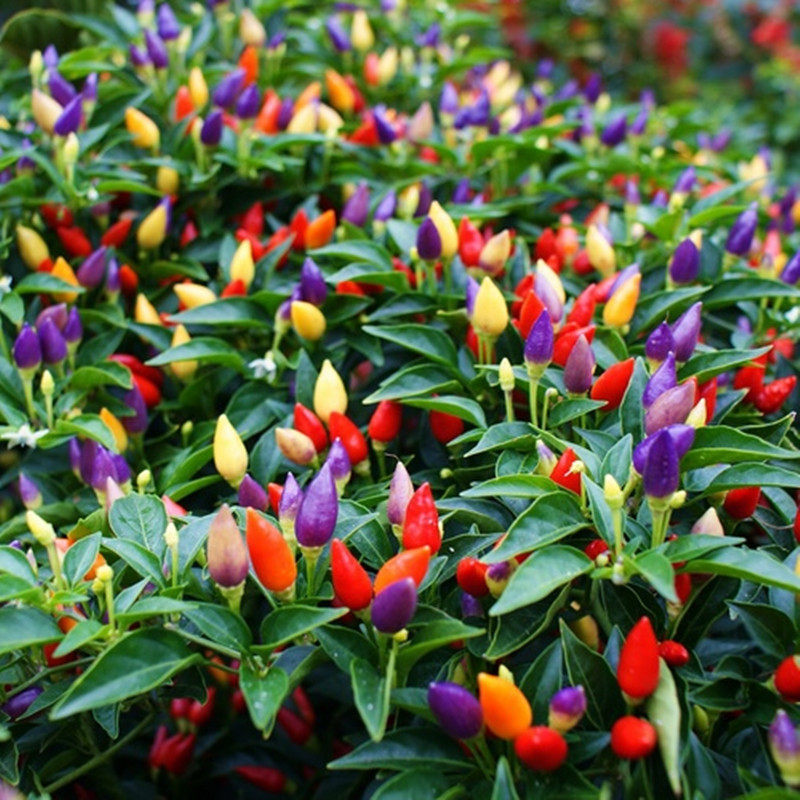 进口阳台花卉七彩椒盆栽五彩椒四季开花结果植物盆景广西灯笼辣椒