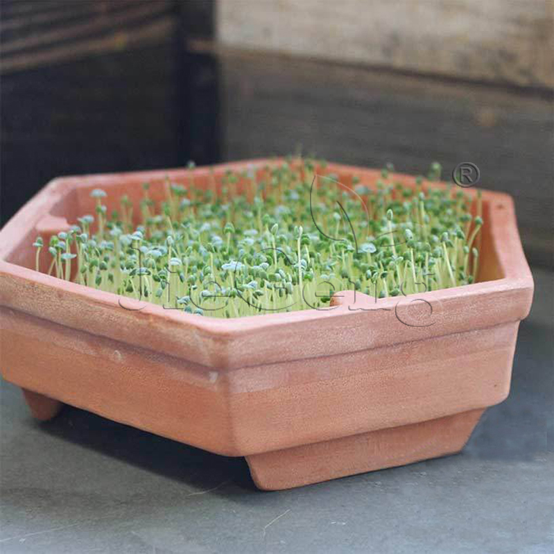 芡欧鼠尾草种子 芽苗菜chia seed micro seeds奇亚奇异子微型蔬菜