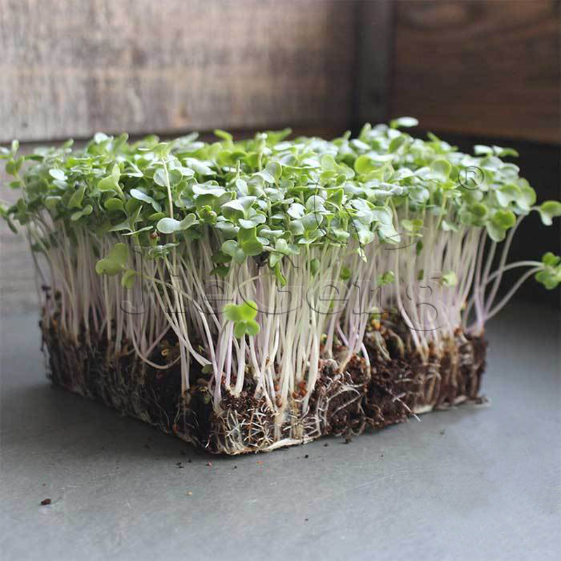 西兰花种子 苗菜青花菜花椰菜微型蔬菜Broccoli Microgreens Seed