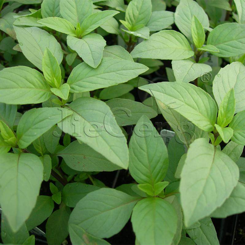 莱姆罗勒种子 lime basil青柠罗勒香橙罗勒 驱蚊西餐香草香料种子