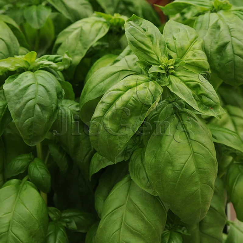 意大利大叶罗勒种子 italian large leaf basil 驱蚊香草香料花卉