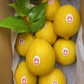 25年新果安岳新鲜黄柠檬新鲜水果柠檬奶茶店产地直发·果园直发