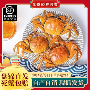 盘锦稻田蟹河蟹20只鲜活特大闸蟹全母公任选顶盖肥螃蟹礼盒水产
