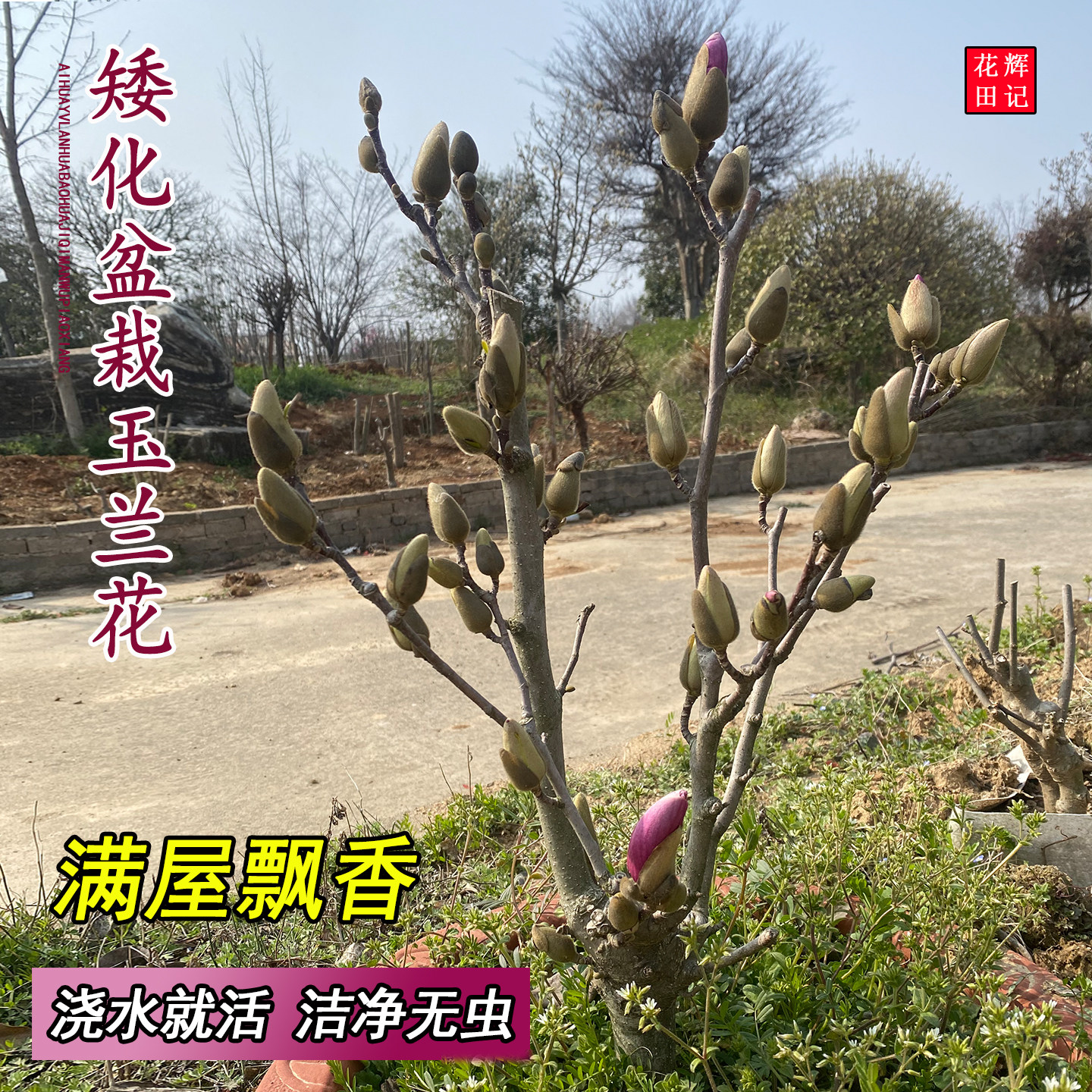 矮化玉兰树苗带花苞耐寒新手易养图片