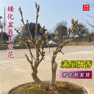 矮化玉兰花树室内庭院造型盆栽耐寒带花苞发货好养易成活满屋飘香