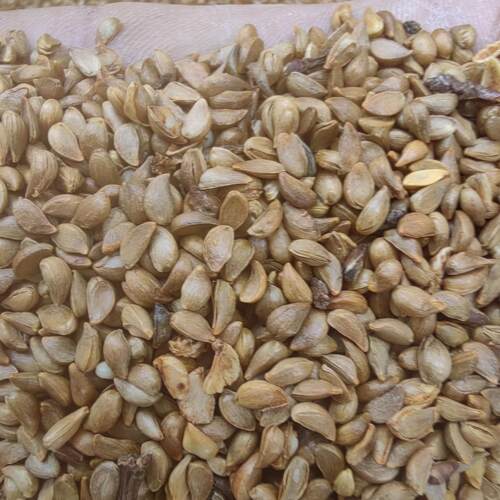 苹果苗嫁接砧木沂蒙甜茶海棠种子