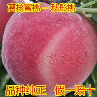 桃树新品种嫁接秋彤桃果苗水蜜桃庭院南方北方种植果树苗当年结果