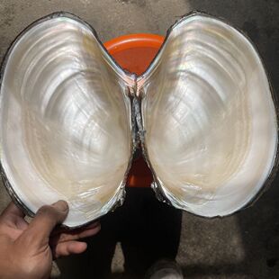 珍珠贝母空颜料盘蚌壳特大号炫彩极光贝壳打磨抛光贝母无加工贝壳