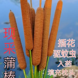 野生香蒲毛蜡烛毛拉蒲草纯野生香蒲毛拉干品清香香蒲棒装饰摆件