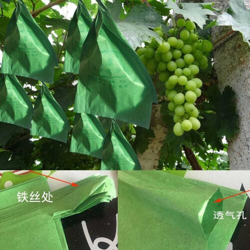 阳光玫瑰绿色葡萄套袋专用袋水果套袋防菌绿果袋防雨防水防虫