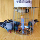 神器 鸽子用品用具自动喂食器信鸽食槽自助定时定点养鸡喂鸽喂鸡