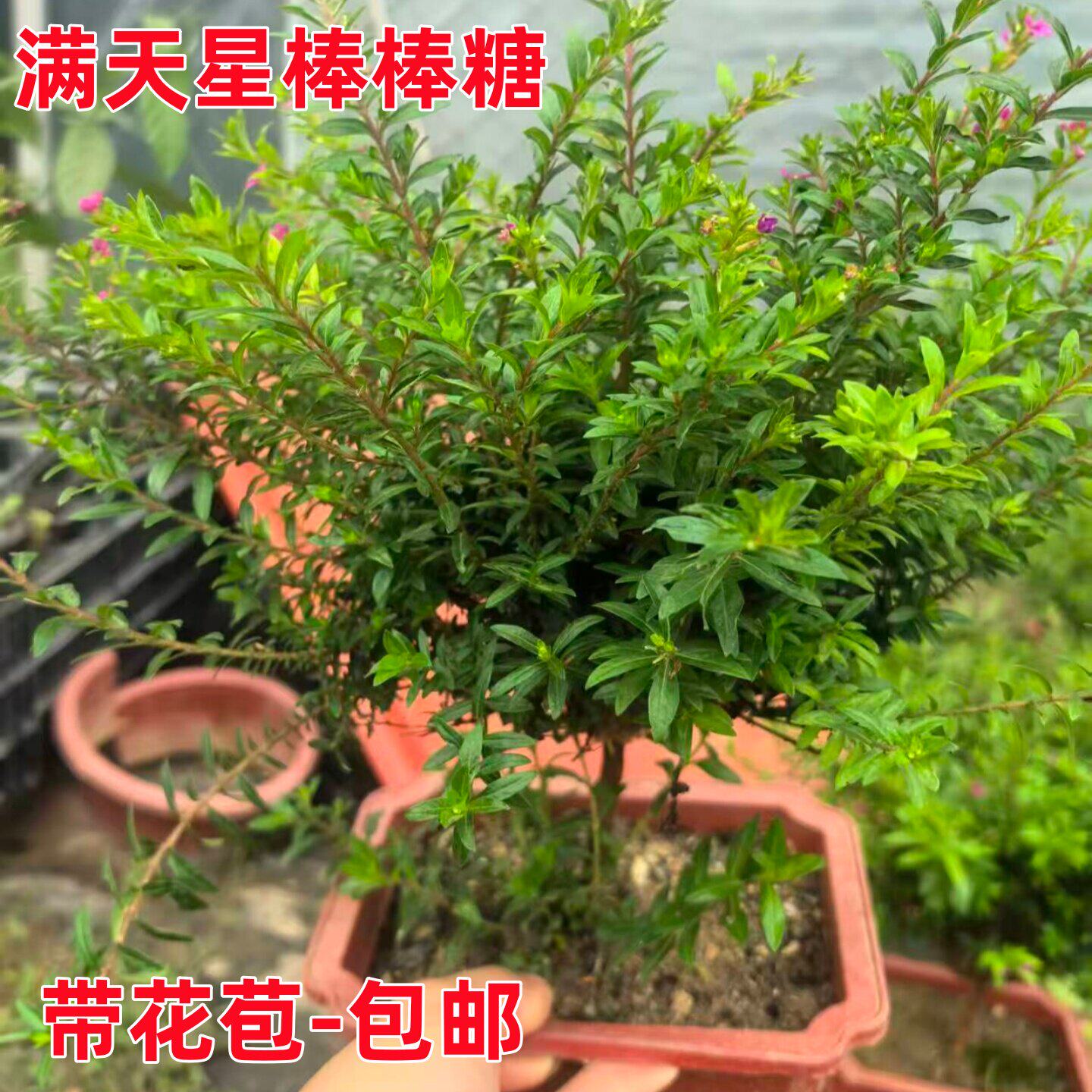 满天星盆栽独杆带花苞阳台图片