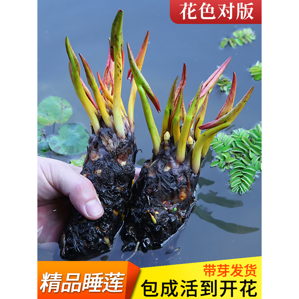 睡莲水培植物四季水养荷花水莲花盆栽花卉水池塘大睡莲根块带花苞