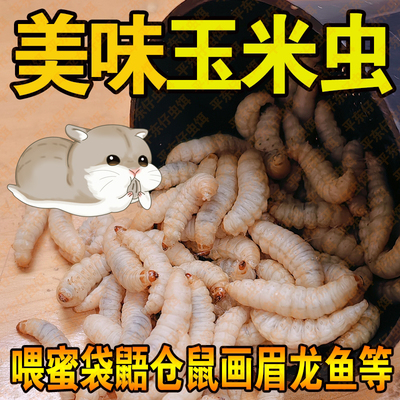 【大号玉米虫喂仓鼠】鲜活营养美味可口玉米虫饵仓鼠粮食爬宠零食