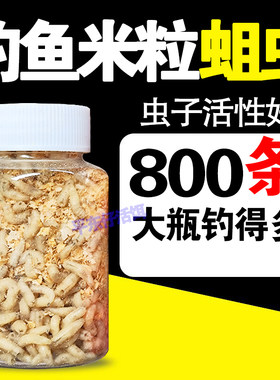 【米粒蛆虫】鲜活蛆虫溪流石斑鱼公鱼米粒蛆小个体蛆虫冰钓小鱼饵