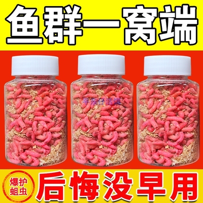 【鱼口好】钓鱼活体虫饵鲜活蛆虫白蛆红蛆蛆牙子鲫鱼斑鱼昆虫鱼饵