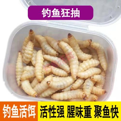 高蛋白腥味重聚鱼快
