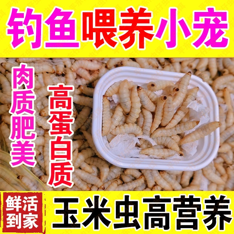 【买就送大号玉米虫】鲜活钓鱼葡萄蜜虫玉米虫画眉鸟角蛙守宫饲料,户外/登山/野营/旅行用品,活饵/谷麦饵等饵料,淘宝优惠券,粉丝福利购,淘宝优惠卷