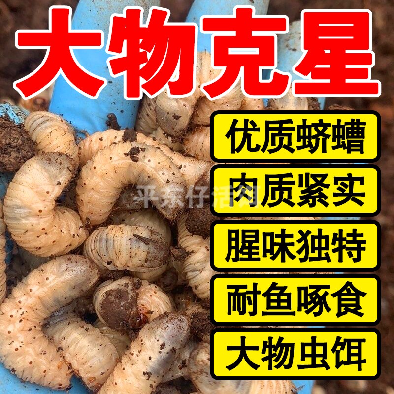 【赔钱冲量】老母虫核桃虫活虫蛴螬白土蚕野钓专攻大鱼草鲤鱼虫饵