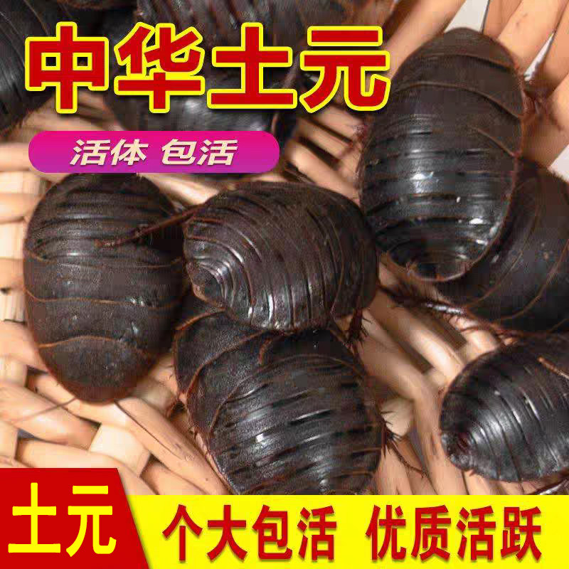 活土元活虫土鳖虫活的土鳖虫活虫土元非野生土元种虫母土元中药材
