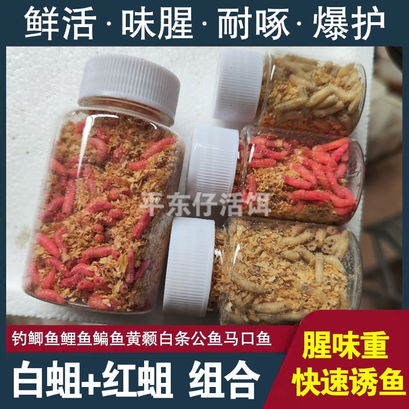 钓鱼活蛆肉蛆红蛆白蛆组合活体蛆牙子大蛆钓公鱼鲫鱼活虫昆虫鱼饵,户外/登山/野营/旅行用品,活饵/谷麦饵等饵料,淘宝优惠券,粉丝福利购,淘宝优惠卷