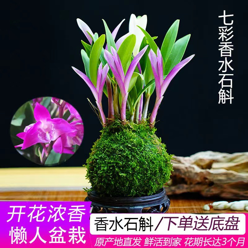 新品七彩香水石斛兰冬带花苞水培开花浓香室内桌面绿植盆栽花卉