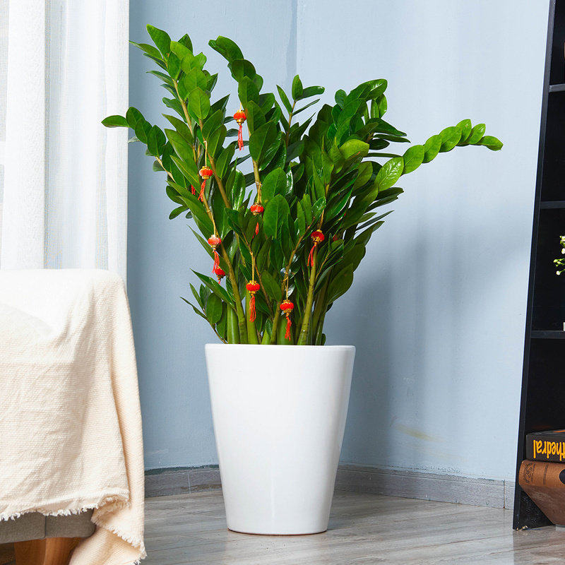 梦邦金钱树盆栽客厅室内阳台植物乔迁开业大型绿植招财同城配送,鲜花速递/花卉仿真/绿植园艺,大型绿植/成品组合盆栽,淘宝优惠券,粉丝福利购,淘宝优惠卷