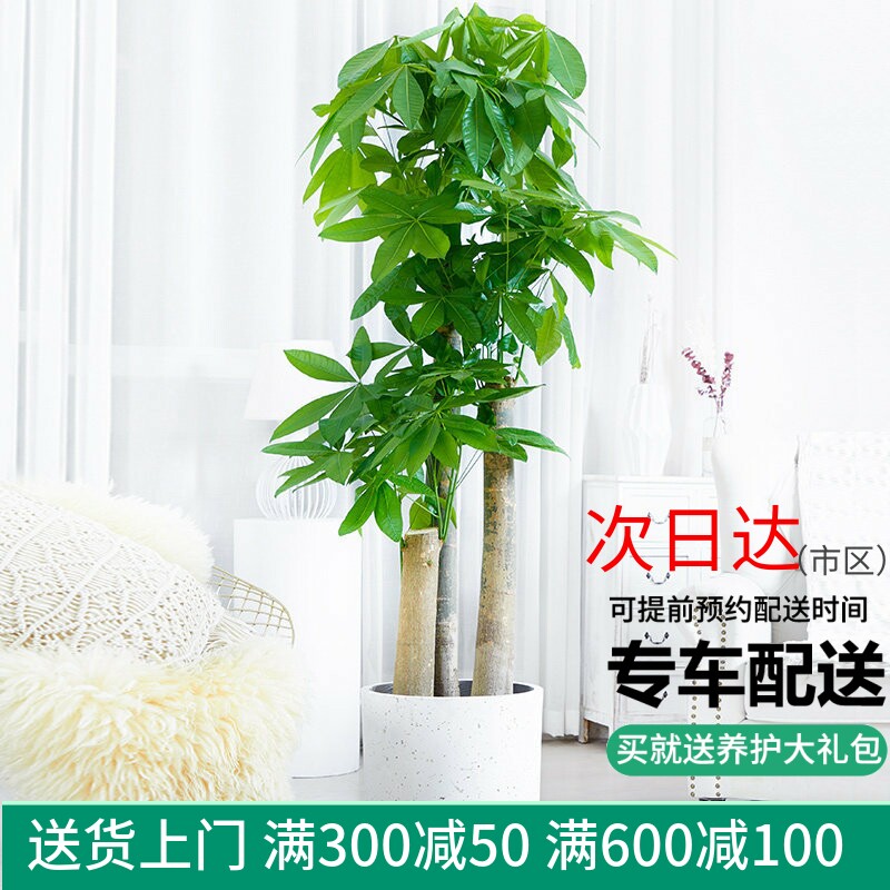 梦邦送礼乔迁大绿植步步高发财树