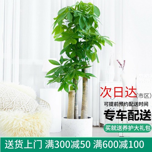 梦邦送礼乔迁大绿植步步高发财树
