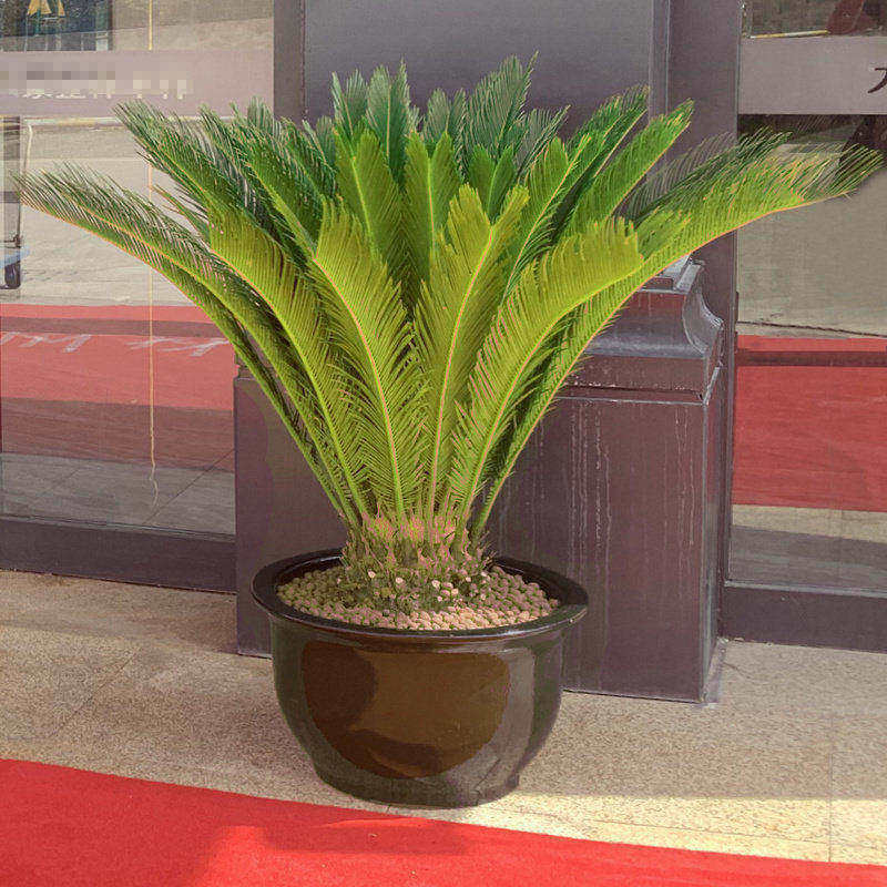 梦邦铁树盆景苏铁盆栽绿植大型
